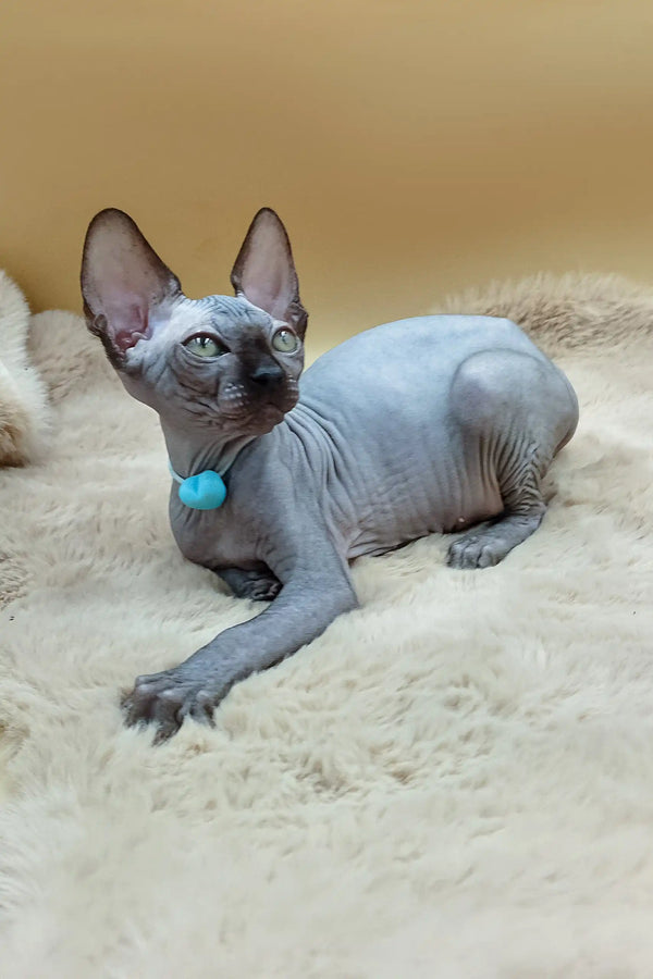 Hairless Sphynx kitten Martin in a blue collar lounging cutely
