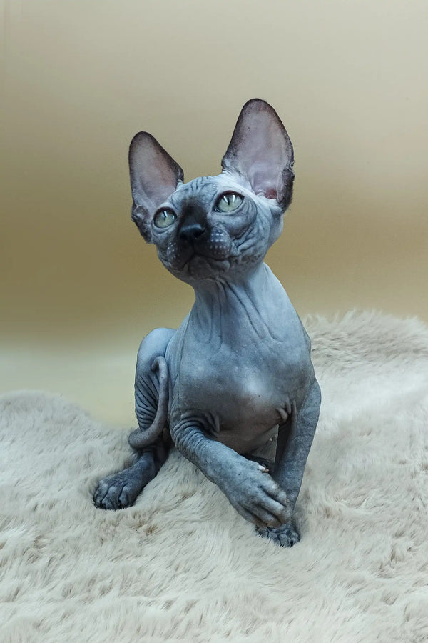 Hairless Sphynx cat with blue-gray skin sitting upright, perfect for Martin | Sphynx Kitten