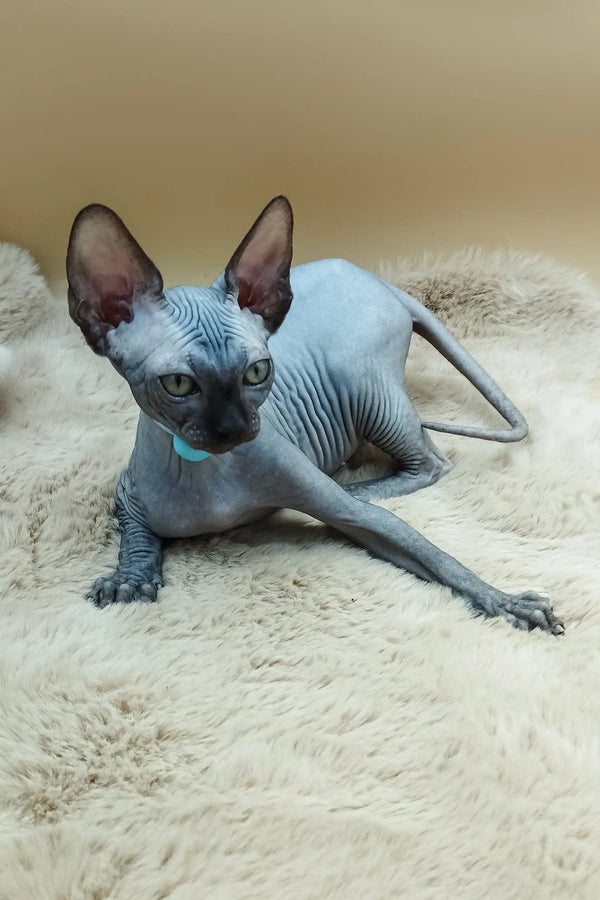 Adorable Hairless Sphynx kitten with grayish-blue skin lounging on its side