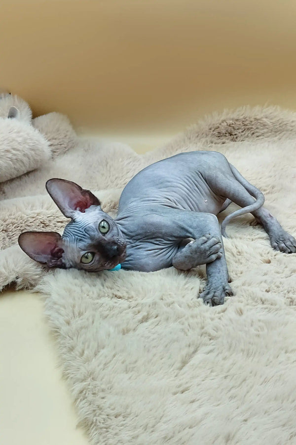 Hairless Sphynx cat lying on its side representing Martin Sphynx Kitten product