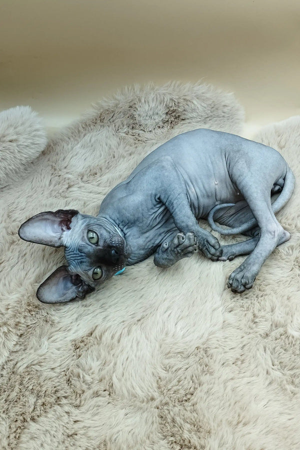 Hairless Sphynx cat lying on its side in Martin Sphynx Kitten product display