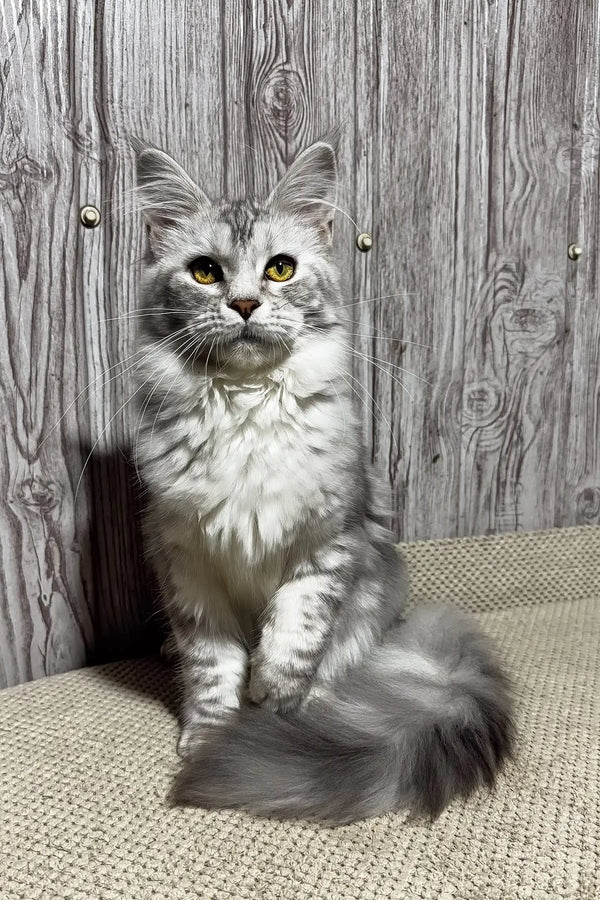 Martina | maine coon kitten