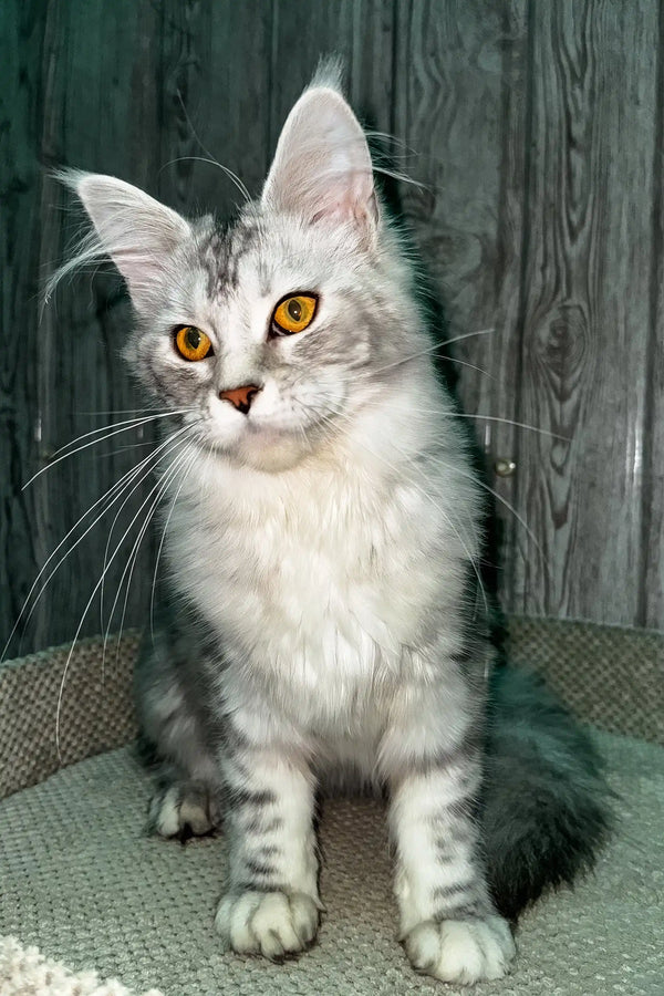 Martina | maine coon kitten