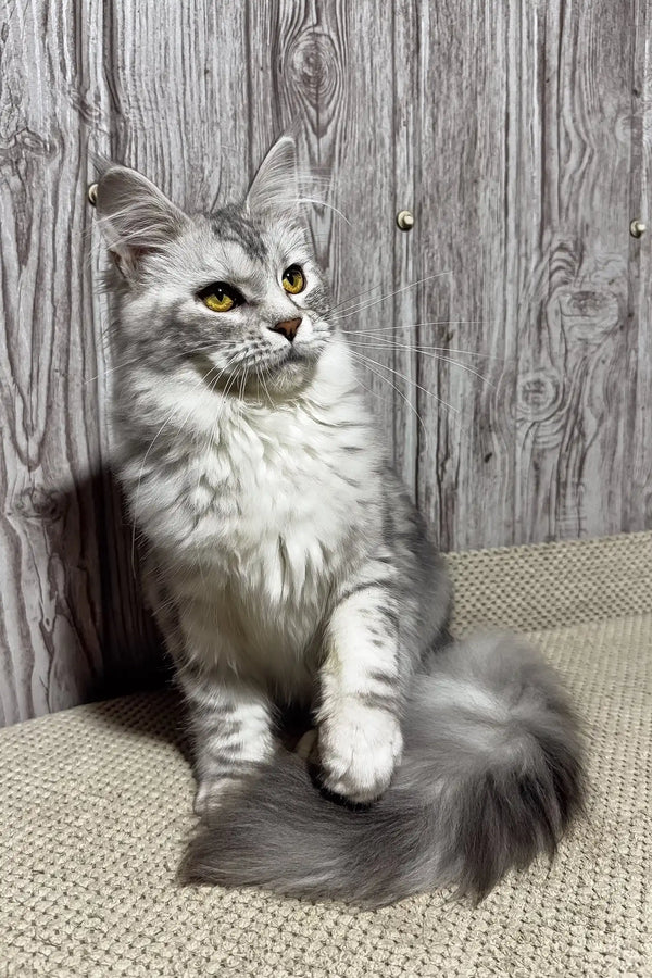 Martina | maine coon kitten