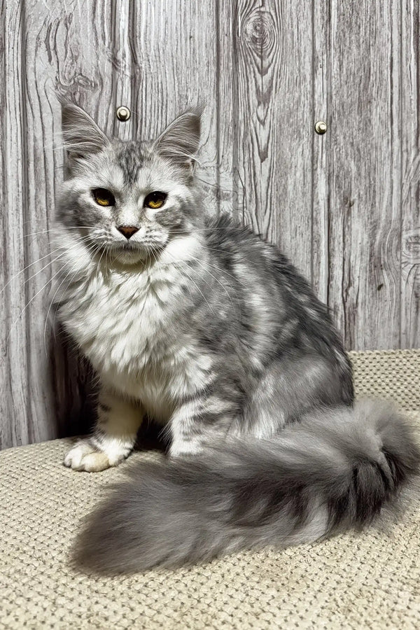 Martina | maine coon kitten
