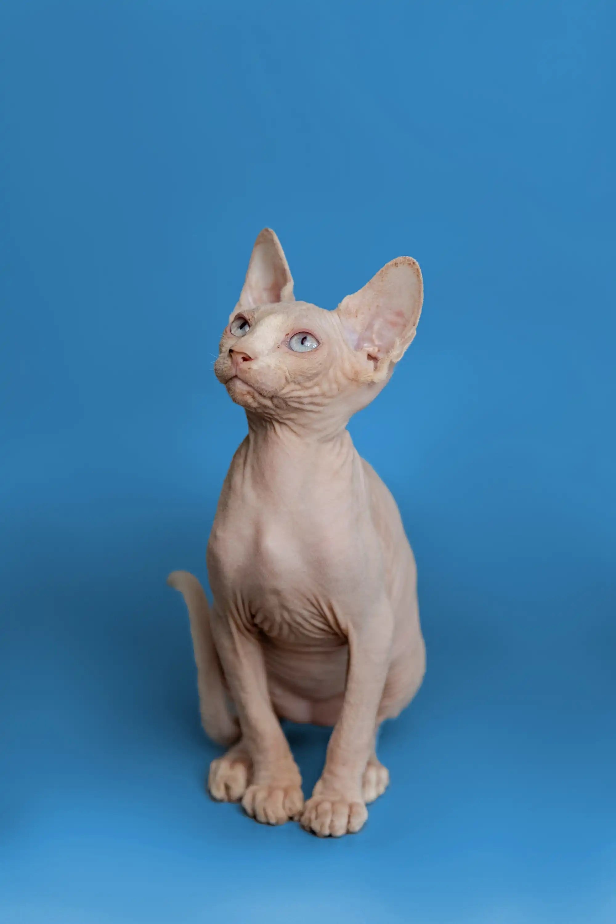 Hairless Sphynx Cats & Kittens for Sale Martisha | Kitten