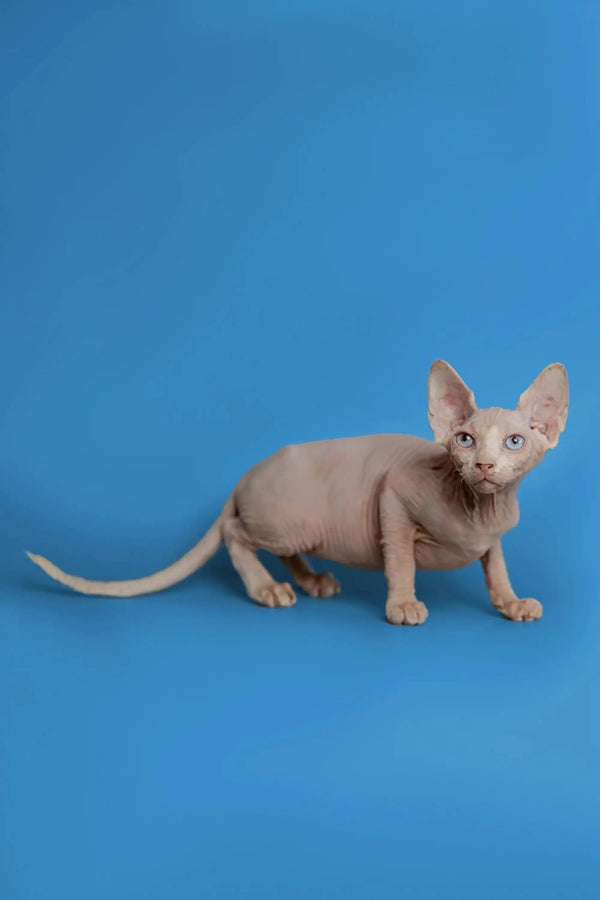 Beautiful female Sphynx kitten Martisha with wrinkled skin and big ears
