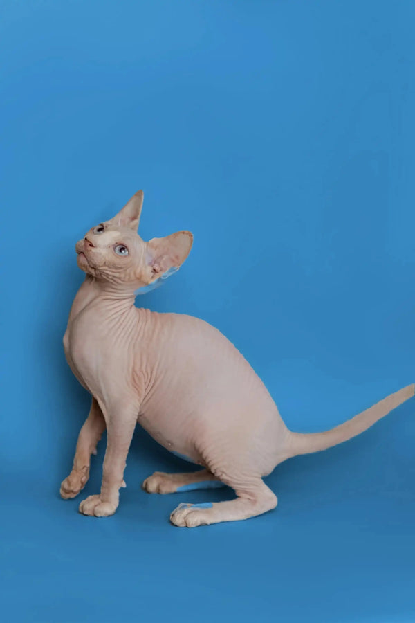 Beautiful female Sphynx kitten with wrinkled skin against a blue backdrop