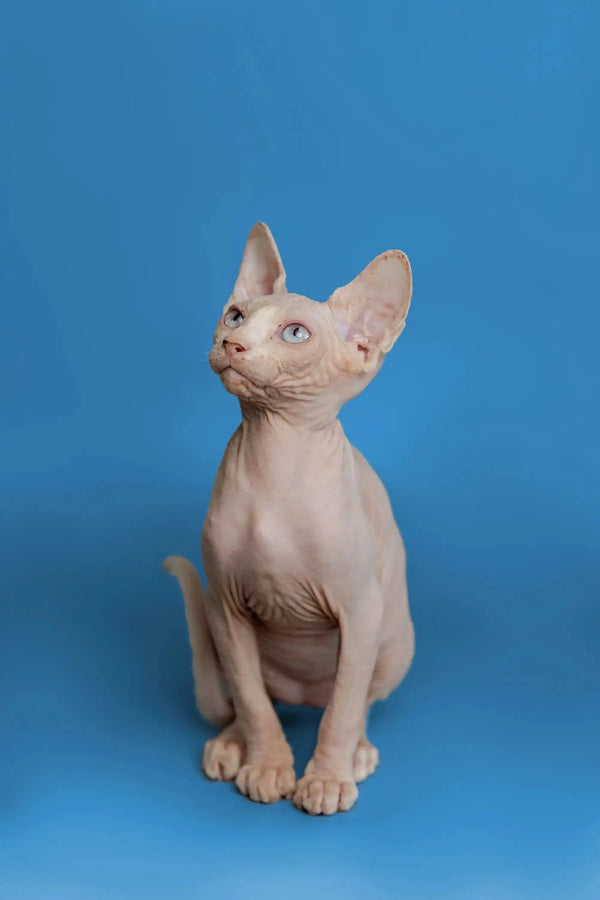 Beautiful female Sphynx kitten named Martisha sitting alert with big ears