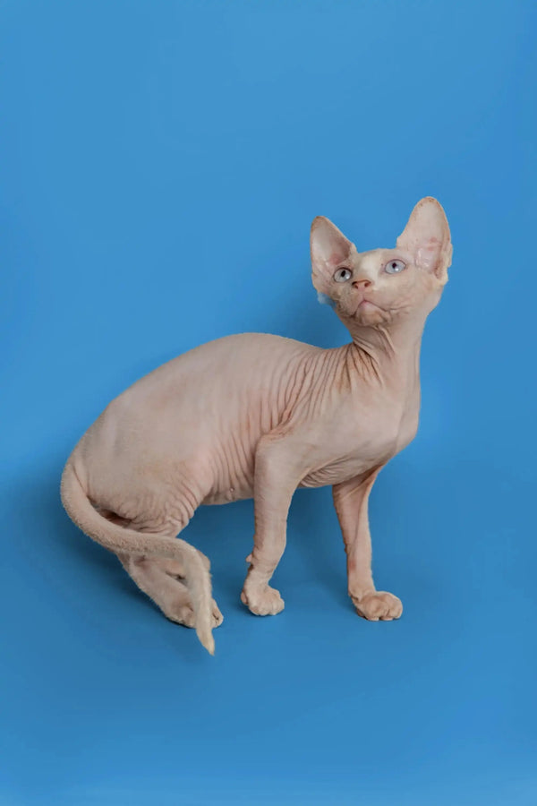 Beautiful female Sphynx kitten with wrinkled skin against a blue backdrop