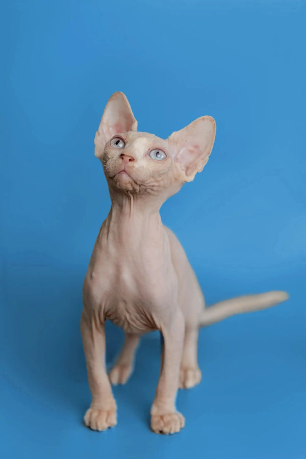 Adorable female Sphynx kitten Martisha with big ears and pale skin standing upright