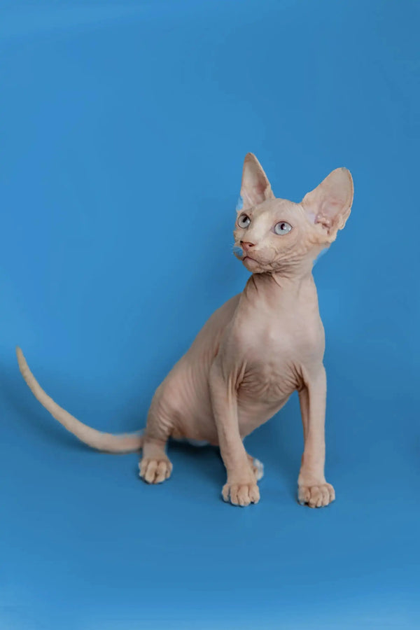 Beautiful female Sphynx kitten Martisha sitting upright with alert expression