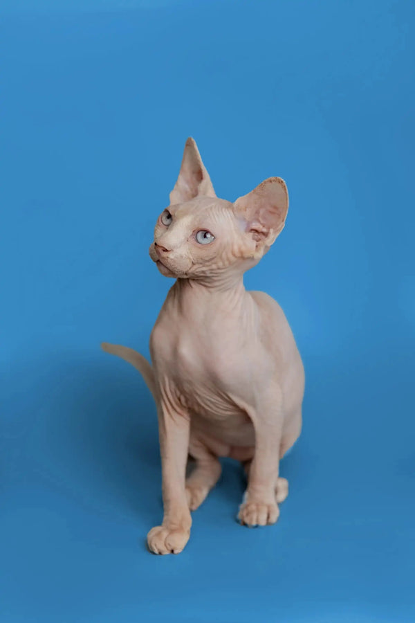 Adorable Hairless Sphynx kitten Martisha with wrinkled skin and big ears