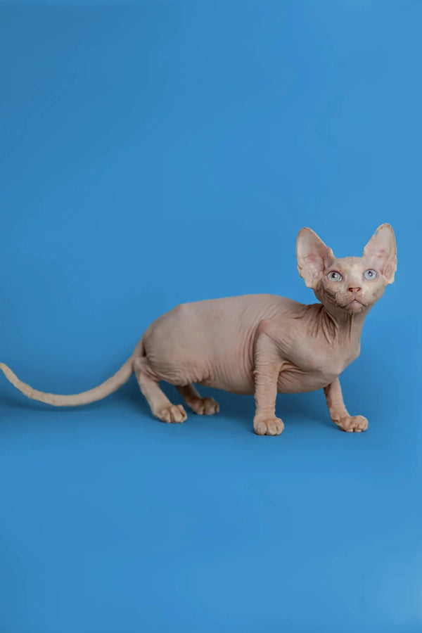 Adorable Martisha, a beautiful female Sphynx kitten with big ears and wrinkled skin