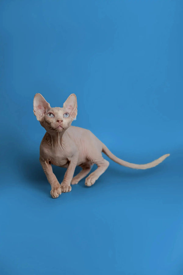 Beautiful female Sphynx kitten Martisha with large ears and wrinkled skin