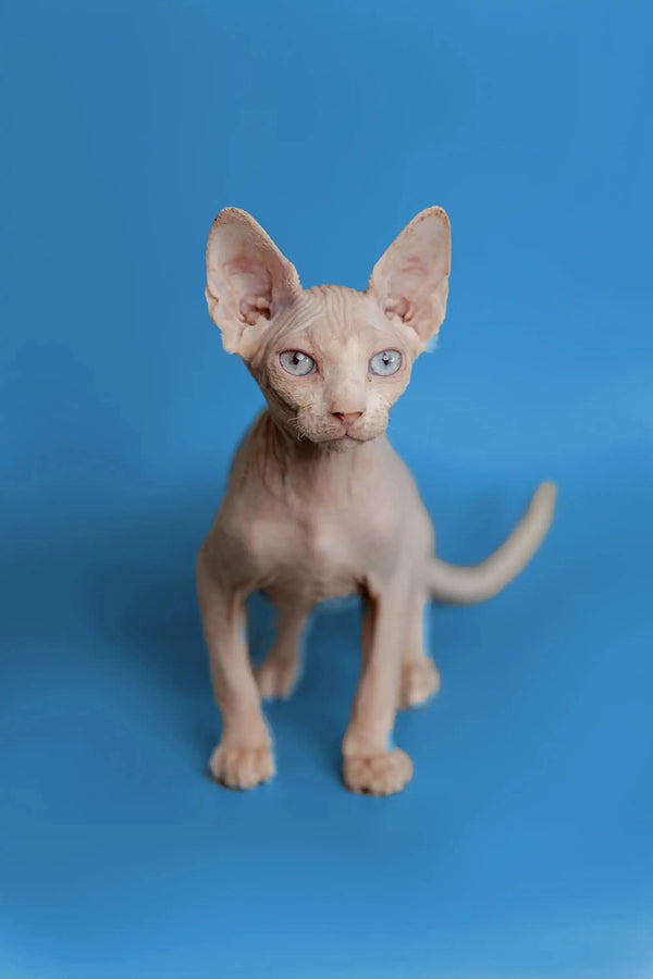 Cute Martisha, a beautiful female Sphynx kitten with big ears and wrinkled skin