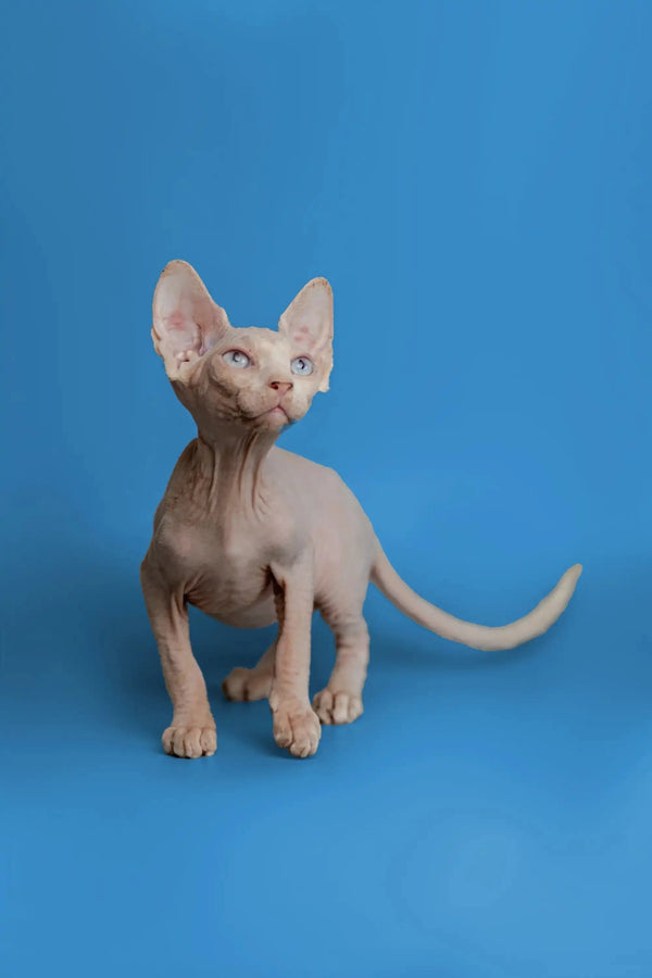 Cute Hairless Sphynx kitten Martisha, a beautiful female sphynx with big ears