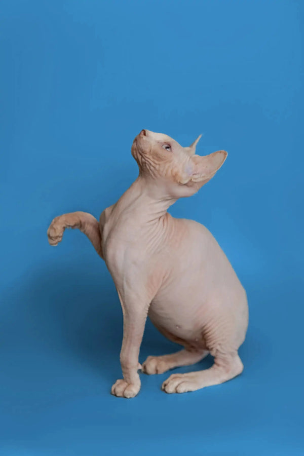 Beautiful female Sphynx kitten sitting upright, head tilted back in adorable pose