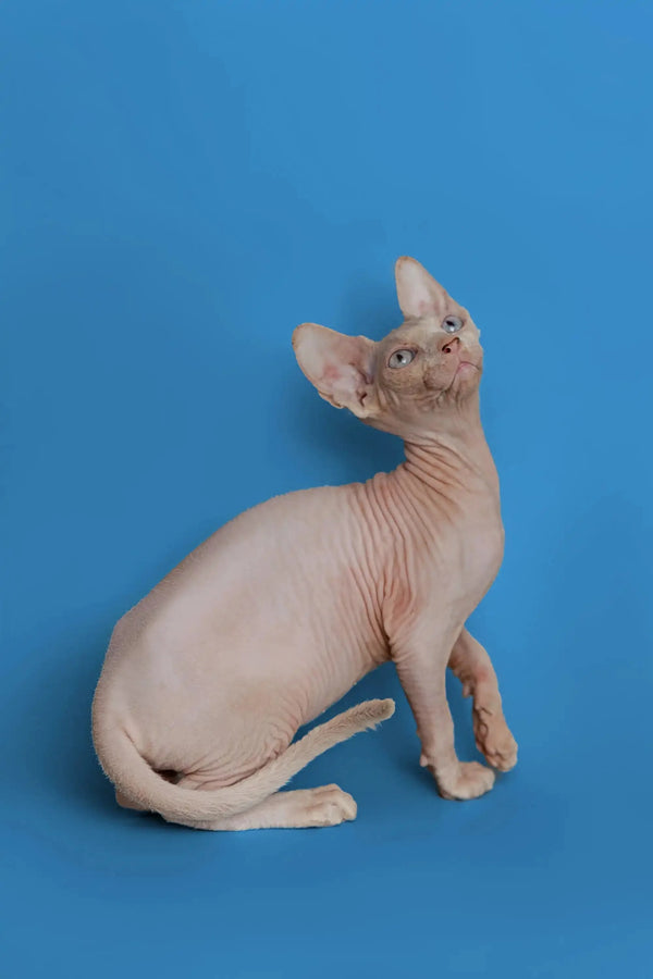 Beautiful female Sphynx kitten Martisha sitting with head tilted upwards