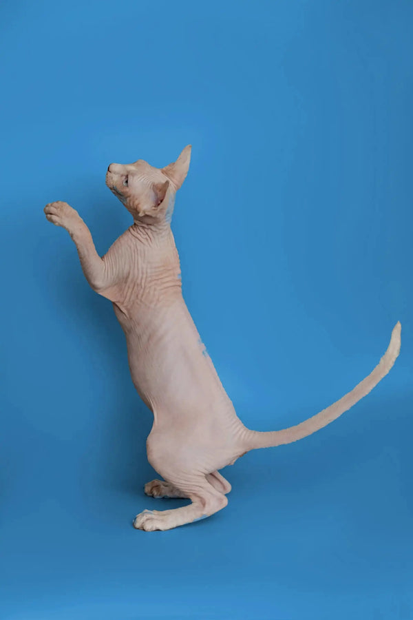 Hairless Sphynx kitten standing on hind legs with paw raised, showcasing her charm