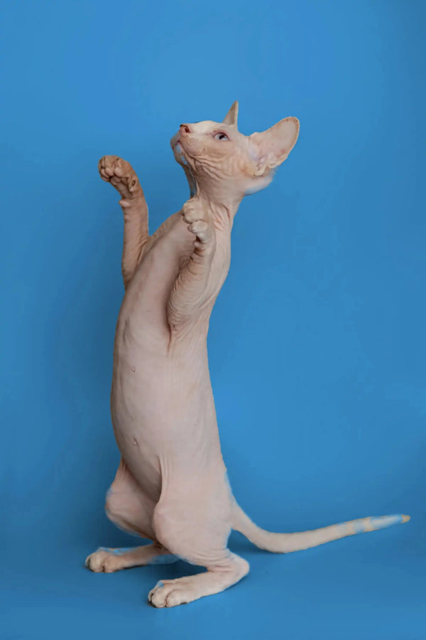 Beautiful female Sphynx kitten Martisha standing on hind legs with paw raised