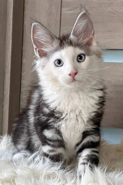What Cat Breeds is My Maine Coon Cat Mix: Discover Unique Traits