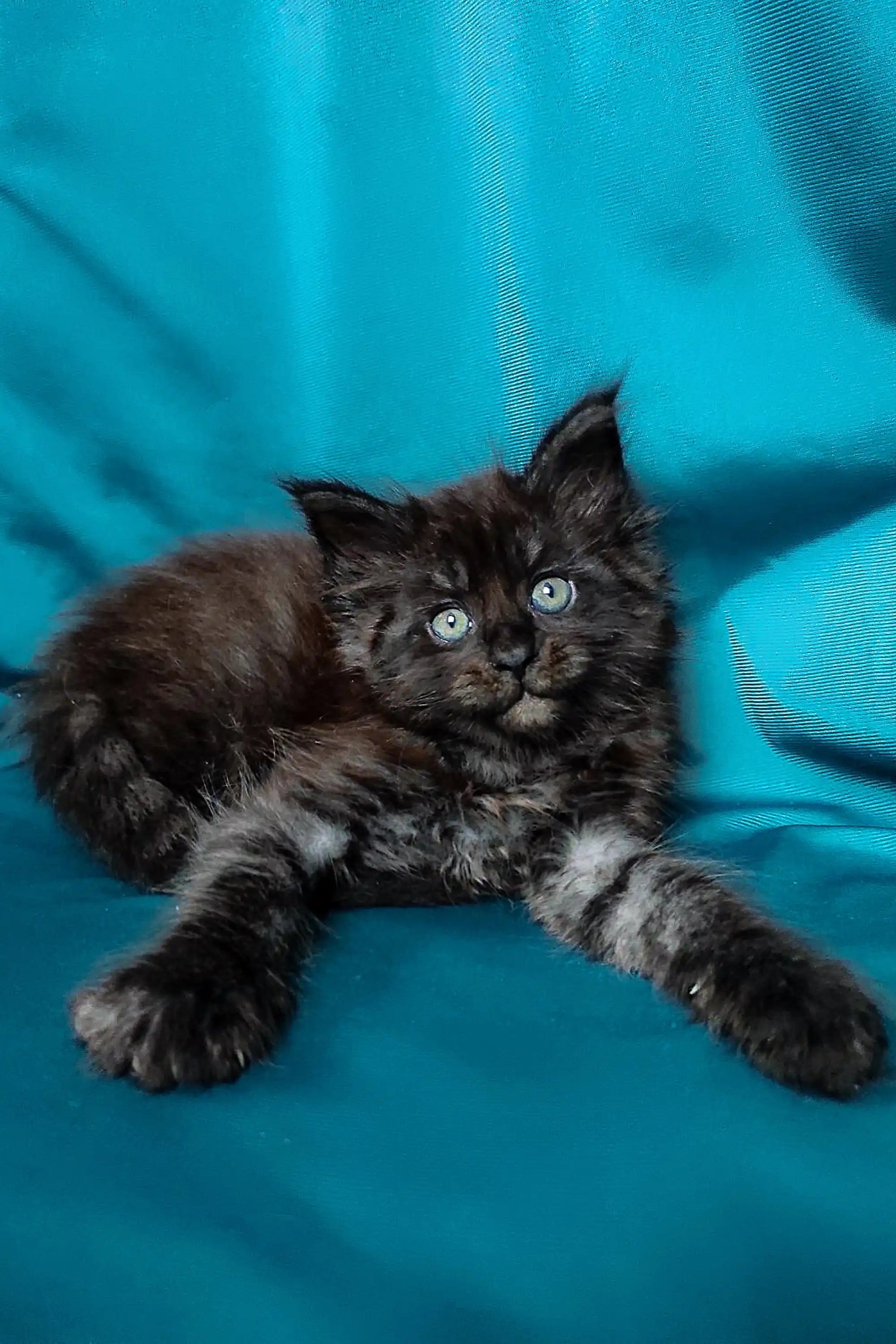 AVADA - Best Sellers Marty | Maine Coon Kitten