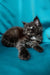 Fluffy Maine Coon kitten lounging with bright eyes on a cozy surface