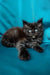 Fluffy black Maine Coon kitten with bright eyes on a cute turquoise surface