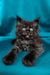 Fluffy black Maine Coon kitten with bright eyes and playful paws