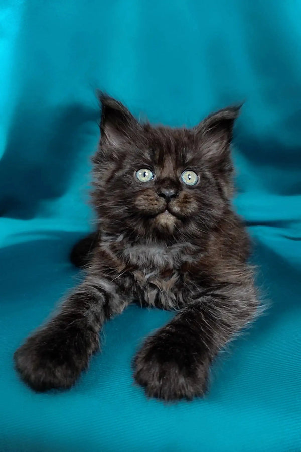 Fluffy black Maine Coon kitten with bright eyes and playful paws