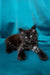 Fluffy black Maine Coon kitten with bright eyes lounging on a cozy surface