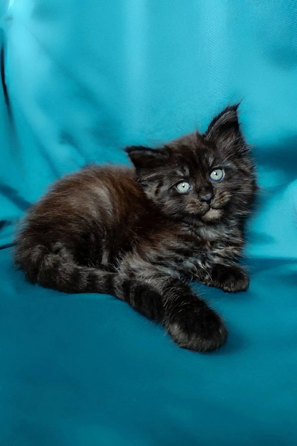 Fluffy black Maine Coon kitten with bright eyes lounging on a turquoise surface