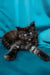 Fluffy black Maine Coon kitten lounging on a vibrant turquoise surface with bright eyes