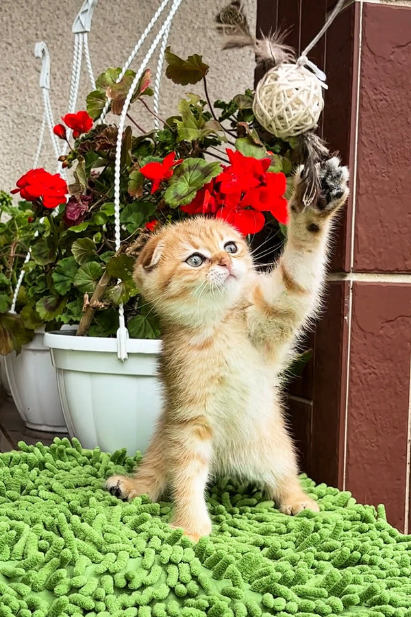 Playful Scottish Fold kitten reaching for red flowers with its cute paw