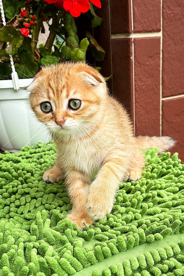 Adorable Scottish Fold kitten on vibrant green surface, perfect for your home