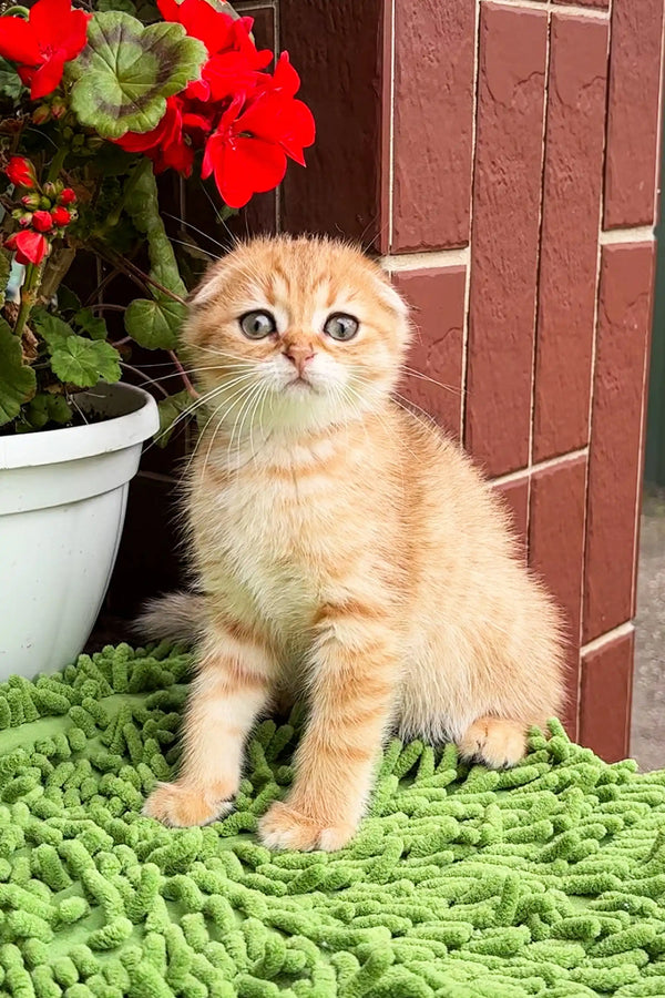 Cream-colored Scottish Fold kitten with big blue eyes on a green surface