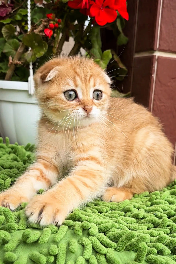 Adorable ginger Scottish Fold kitten with wide eyes on a green textured surface
