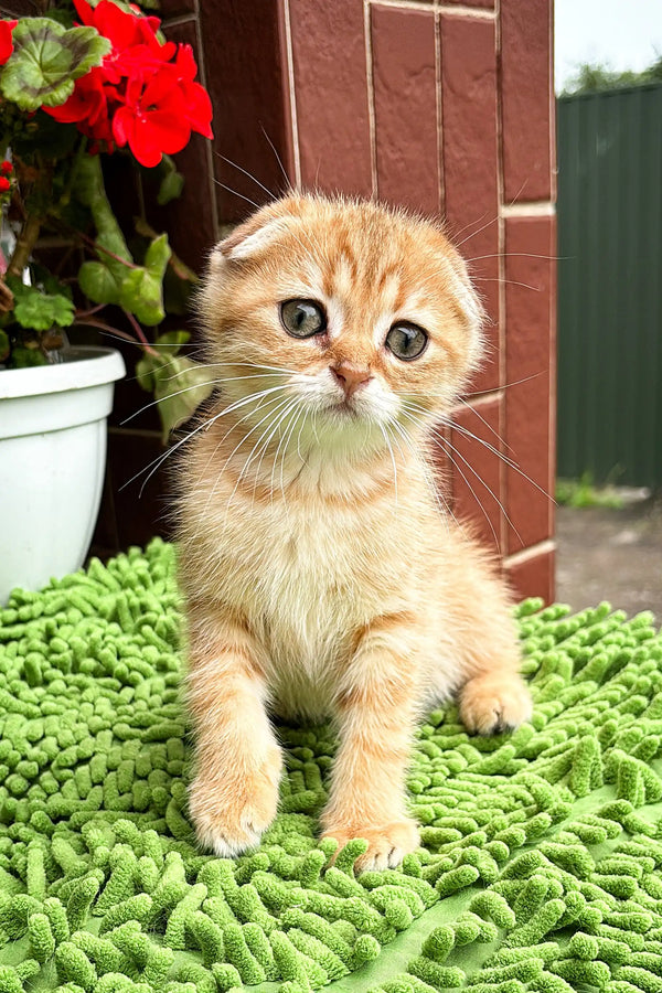 Adorable Scottish Fold kitten, orange tabby, sitting on vibrant green knitted fabric