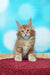 Fluffy orange tabby Maine Coon kitten with blue eyes from Marvel Maine Coon