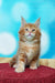 Fluffy orange Maine Coon kitten with ear tufts from Marvel Maine Coon collection