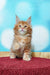 Fluffy orange Maine Coon kitten with ear tufts in Marvel Maine Coon collection