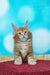 Fluffy Marvel Maine Coon kitten with bright blue eyes and orange-white fur