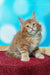 Fluffy orange Maine Coon kitten with bright blue eyes on a red surface, Marvel