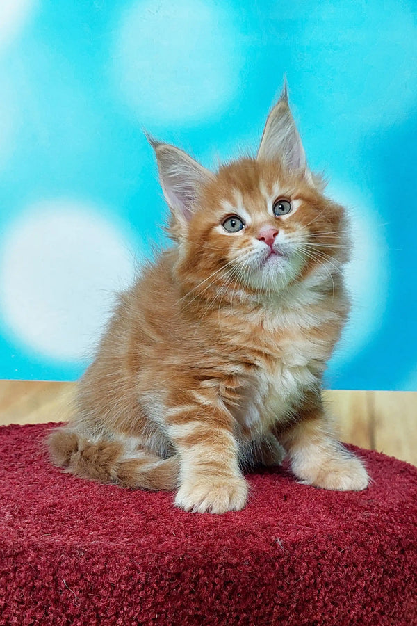 Fluffy orange Maine Coon kitten with bright blue eyes on a red surface, Marvel