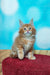 Fluffy orange and white Maine Coon kitten on a red cushion, Marvel Maine Coon cuteness!