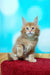 Fluffy Maine Coon kitten with light brown fur and bright blue eyes from Marvel Maine Coon