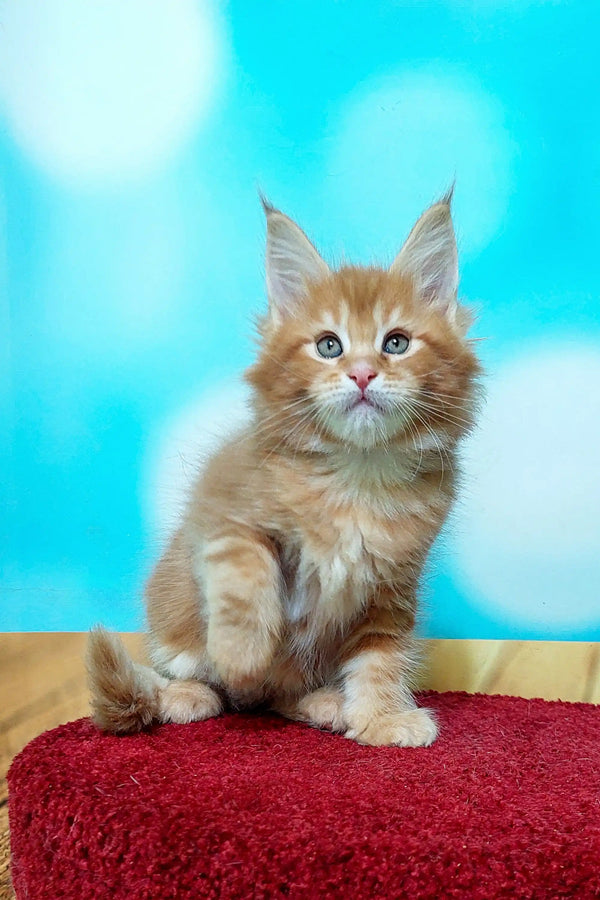 Fluffy Maine Coon kitten with light brown fur and bright blue eyes from Marvel Maine Coon