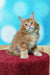 Adorable orange and white Maine Coon kitten on red surface for Marvel Maine Coon