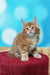 Fluffy orange Maine Coon kitten with bright eyes on red surface for Marvel Maine Coon